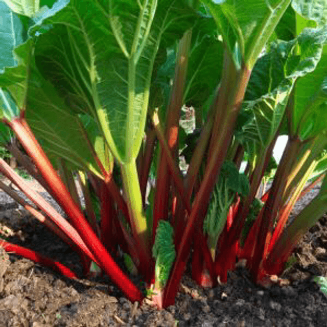 Rhubarbe Lider Bio