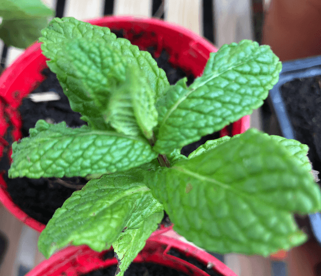 Menthe Marocaine AB