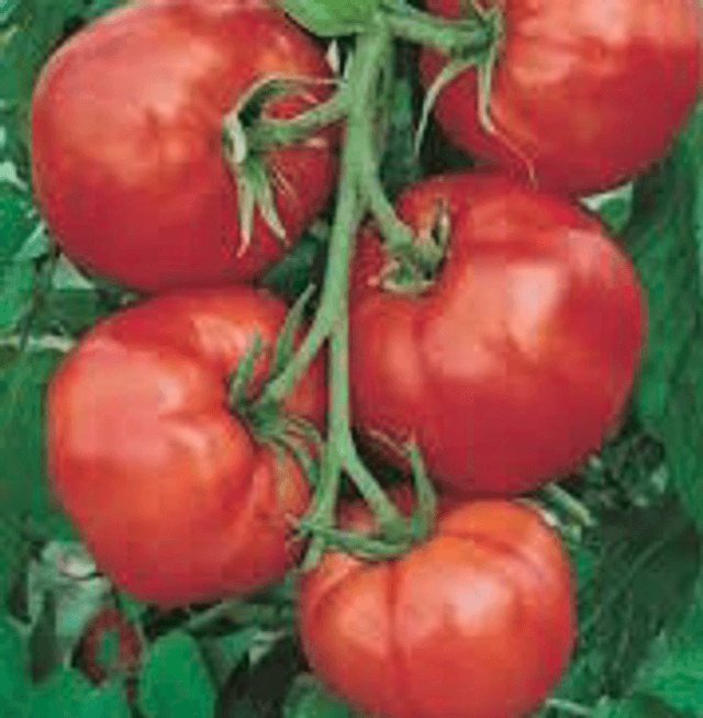 Tomate Saint-Pierre AB