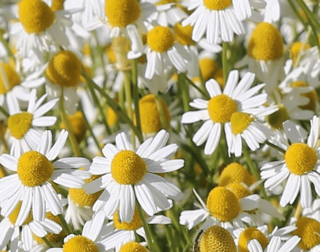 Camomille Matricaire Bio- Matricaria recutita
