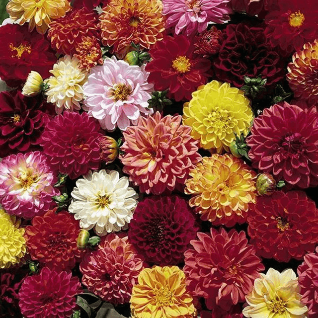 Dahlia Double Extrême Bio - (Dahlia variabilis)