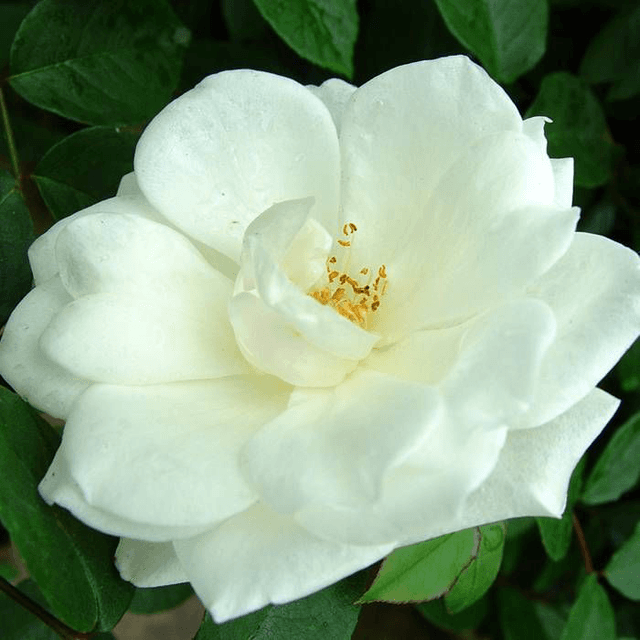 Rosier grimpant Ancien Jaune-Blanc NT