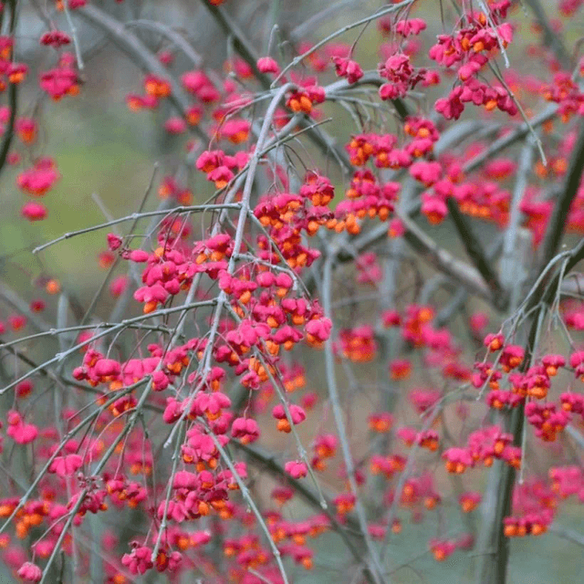 Fusain D’Europe  AB - Euonymus europaeus