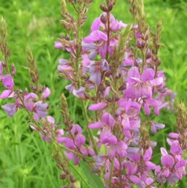 Desmodie du Canada Bio - Desmodium Canadense