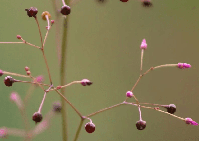 Talinum Bijoux d&#039;Ophar AB - Talinum paniculatum