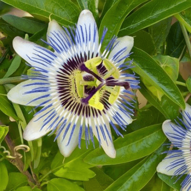Passiflore bleue NT - Passiflora caerulea