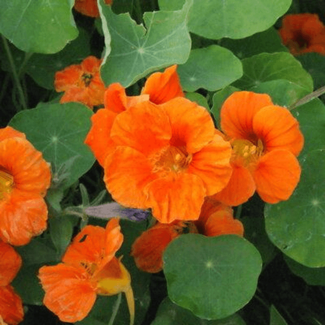 Capucine Bio