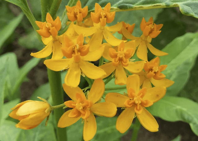 Asclépias « Silky Gold » AB