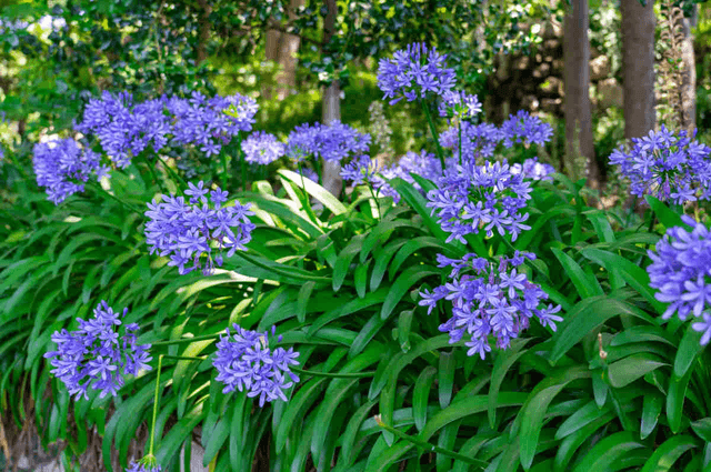 Agapanthe NT