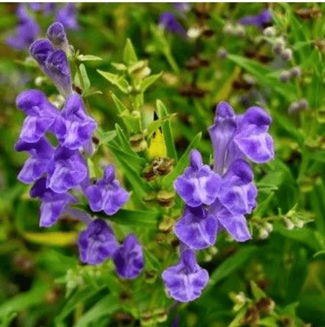 Scutellaire de Virginie AB - Scutellaria lateriflora