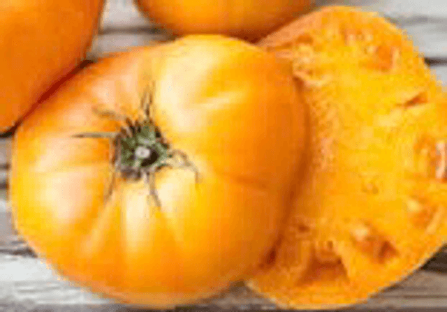 Tomate Yellow Brandywine AB - (Tomate Jaune)