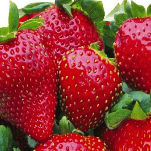 Plant Fraisier Mme Moutot Bio
