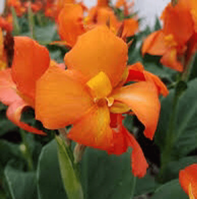 Canna Orange NT