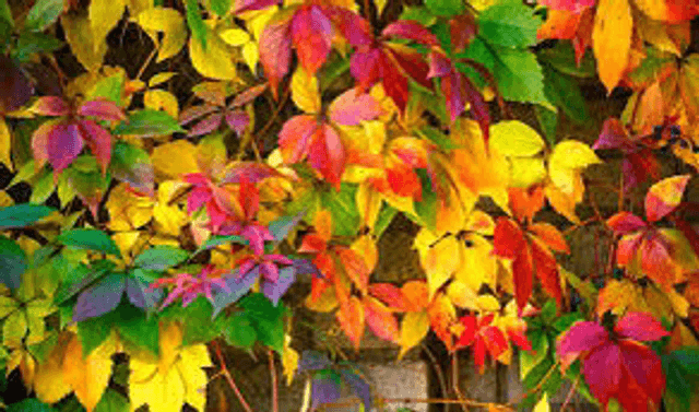 Vigne vierge 