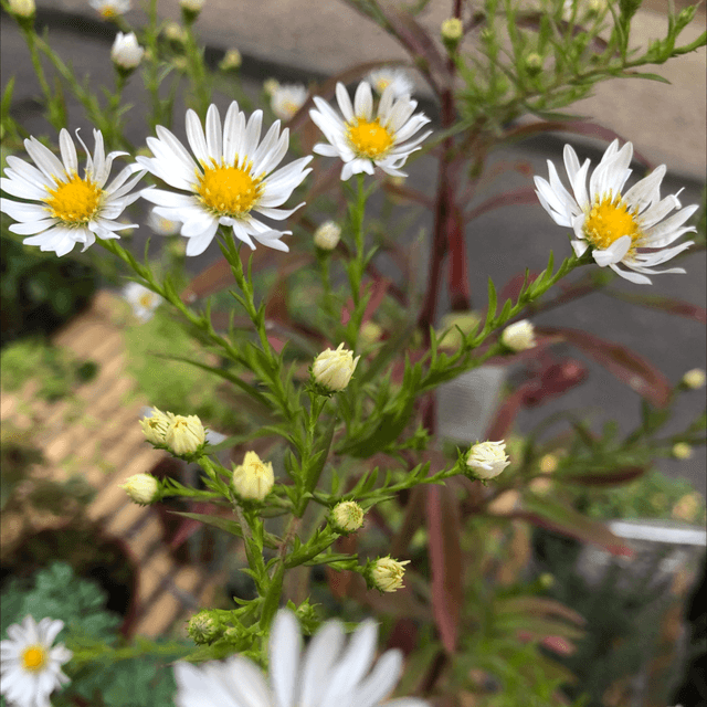 Aster pilosus AB - (Symphyotrichum pilosum)