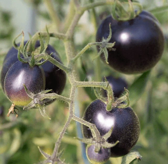 Tomate Cerise Bosque Blue (Mi-saison) AB - Solanum lycopersicum 