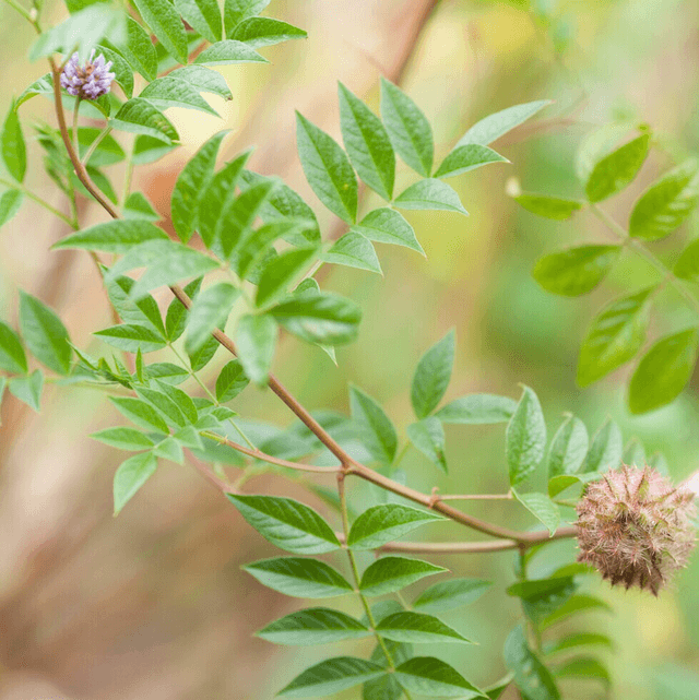Réglisse du Yunnan AB - Glycyrrhiza yunnanensis