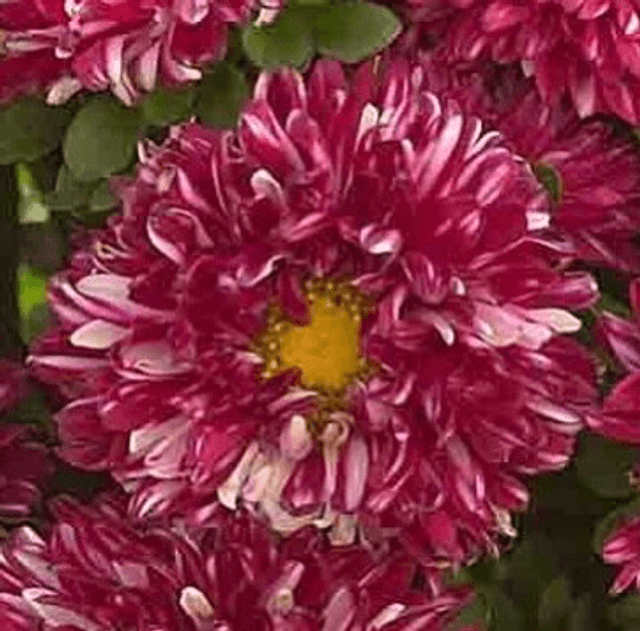 Reine Marguerite Matsumoto Red Stripe Bio - Callistephus Chinensis Bio