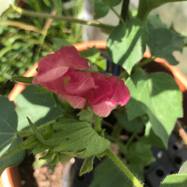 Coton Msb Green AB - Gossypium sp.