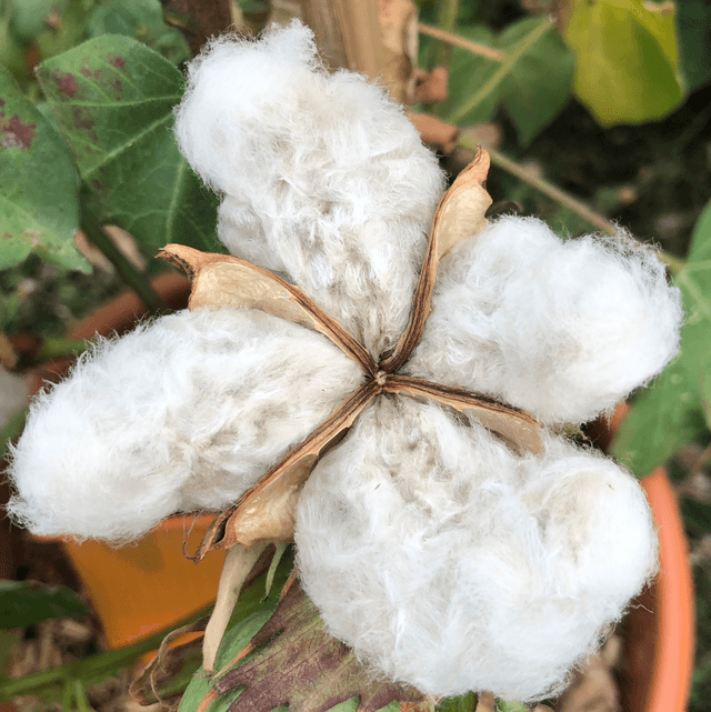 Coton Msb Green AB - Gossypium sp.