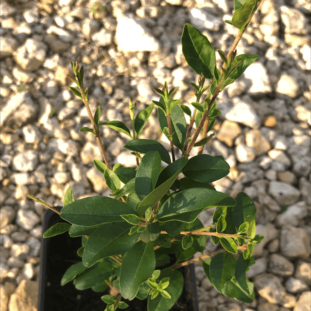 Troène de Chine NT - Ligustrum Lucidum