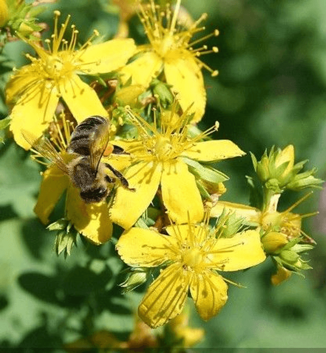 Millepertuis Bio - Hypericum Perforatum