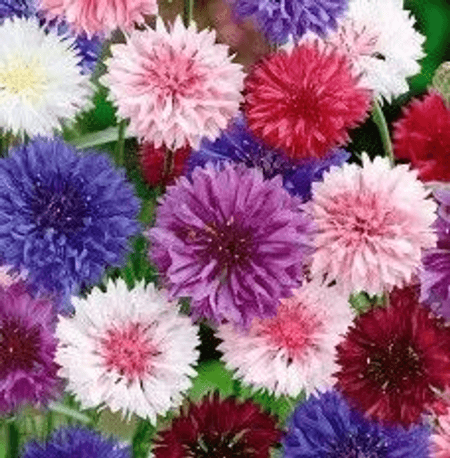 Bleuet en mélange de couleur AB